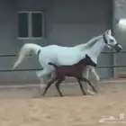 فرس مع مهره