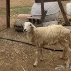 فحل حري مشروط