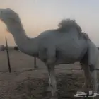 فحل رماني منتج