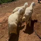 ضحايا للبيع