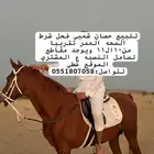 للبيع حصان شعبي فحل شرط الصحه العمر تقريبا من 10ال11