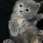 القطه للبيع