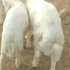 طليان اثنين للبيع