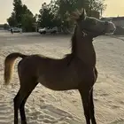 خيل