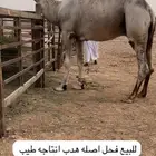 فحل أوضح على سلالات الهدب