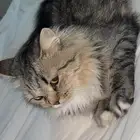 قطه للتبني