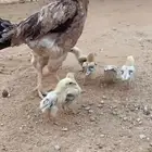 للبيع دجاجه شامو ياباني مع صيصان