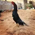 مطلوب