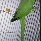 دره هندي للبيع