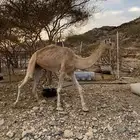 النوع قعود الحاله طيبه