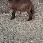 رخل ساكنيه طيبه مقنوي ولا ذبح وظهر فل .