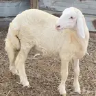 خروف حري
