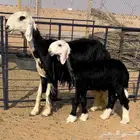 نجديه ثنيه تحتها طلي