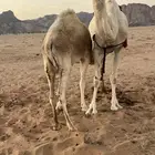 بكره قصب للبيع