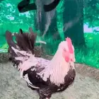 ديوك عربيه اصيله ترثه دندراوي   شوكي