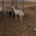 رفيديه حليب وافر بالحيل