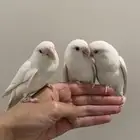 حبتين روز البينو عيون حمر