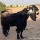 تيس فحل مشروط