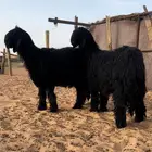 طليان نجد دغم دلم اسود سادة فحول طيبه