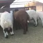 هرافي نعيم للبيع القصيم 