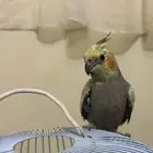 بغباء كروان للبيع على السوم