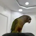 ببغاء كنيور للبيع