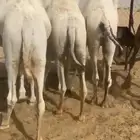 قعدان مناسبات زواجات مبدأ