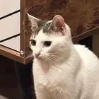 قطه انثى لتبني