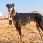 للي يبي يلقح من سلوقي تشبيه