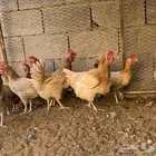 لبيع