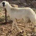 شاه حايل شحم تم البيع
