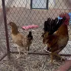 دجاج