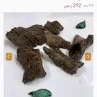 الحق العروض على ال عود الطبيعي بدأت