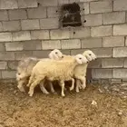 طليان حريه