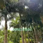 نخل ملوكي 053.028.1804