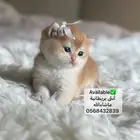 كتن بريتيش او بريطاني للبيع