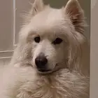 Samoyed dog for sale