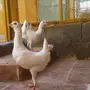 جوز مالتيز 
