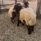 ذبائح طيبه