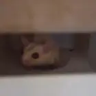 سناجب طائرة ذكر و أنثى