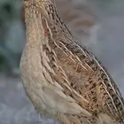 سمان للبيع