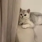 سكوتش ستريت