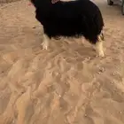 جذعة نجدية