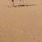 قعود مفرود اشقح يحقق كفووو واطيب من التصوير