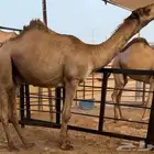ابل