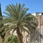 للبيع سعف نخيل قص جديد أشجار عناب