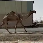 صفرا مزاين من ابل فهد بن مشعل ال سعود