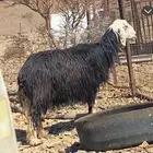 نعجه
