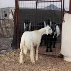 مشروع فحل حري صنف