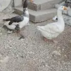 جوز وز للبيع